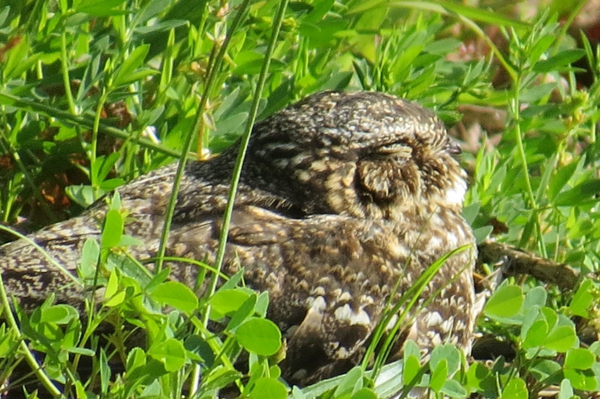 Lesser Nighthawk - ML62850111