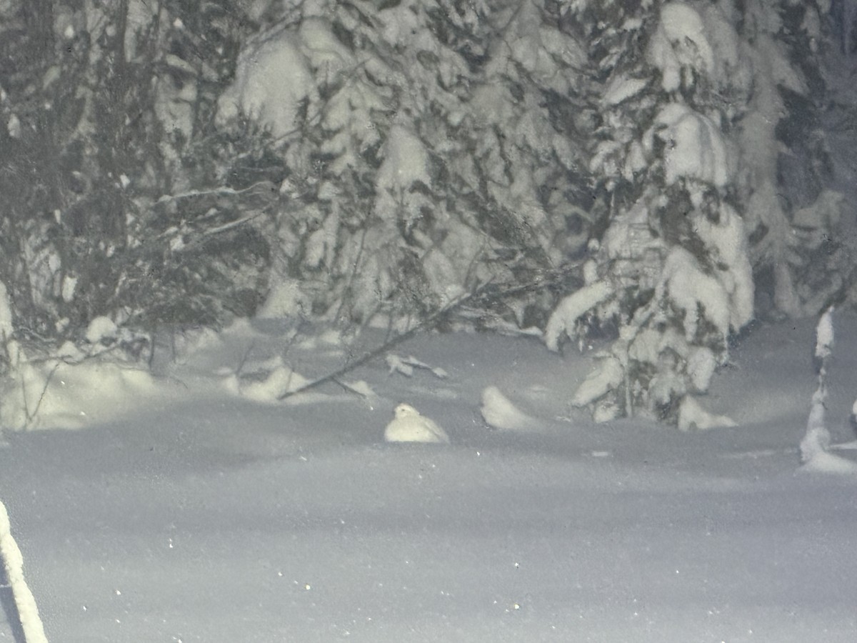 Willow Ptarmigan - ML628501116