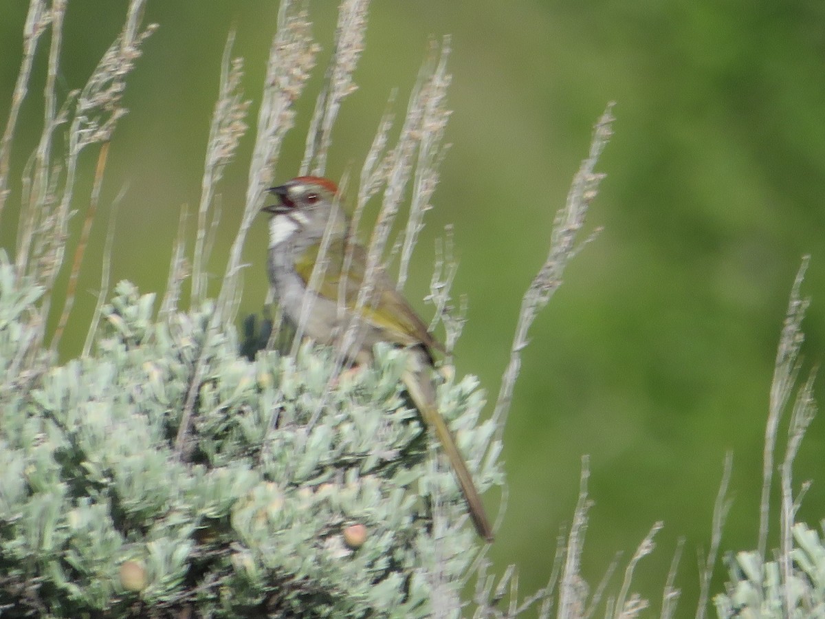 Green-tailed Towhee - ML628501128