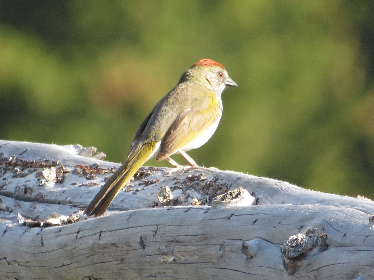 Green-tailed Towhee - ML628501130