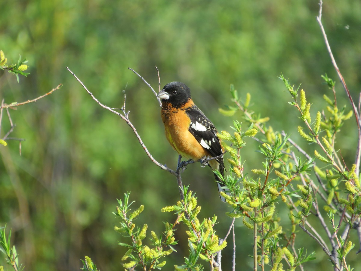 Black-headed Grosbeak - ML628501164