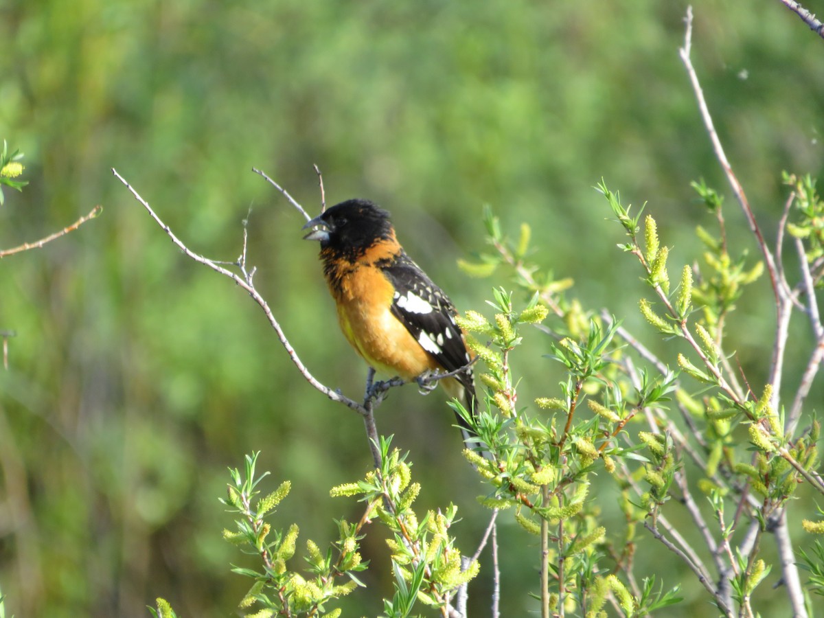 Black-headed Grosbeak - ML628501165