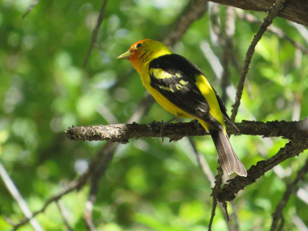 Western Tanager - ML628501203