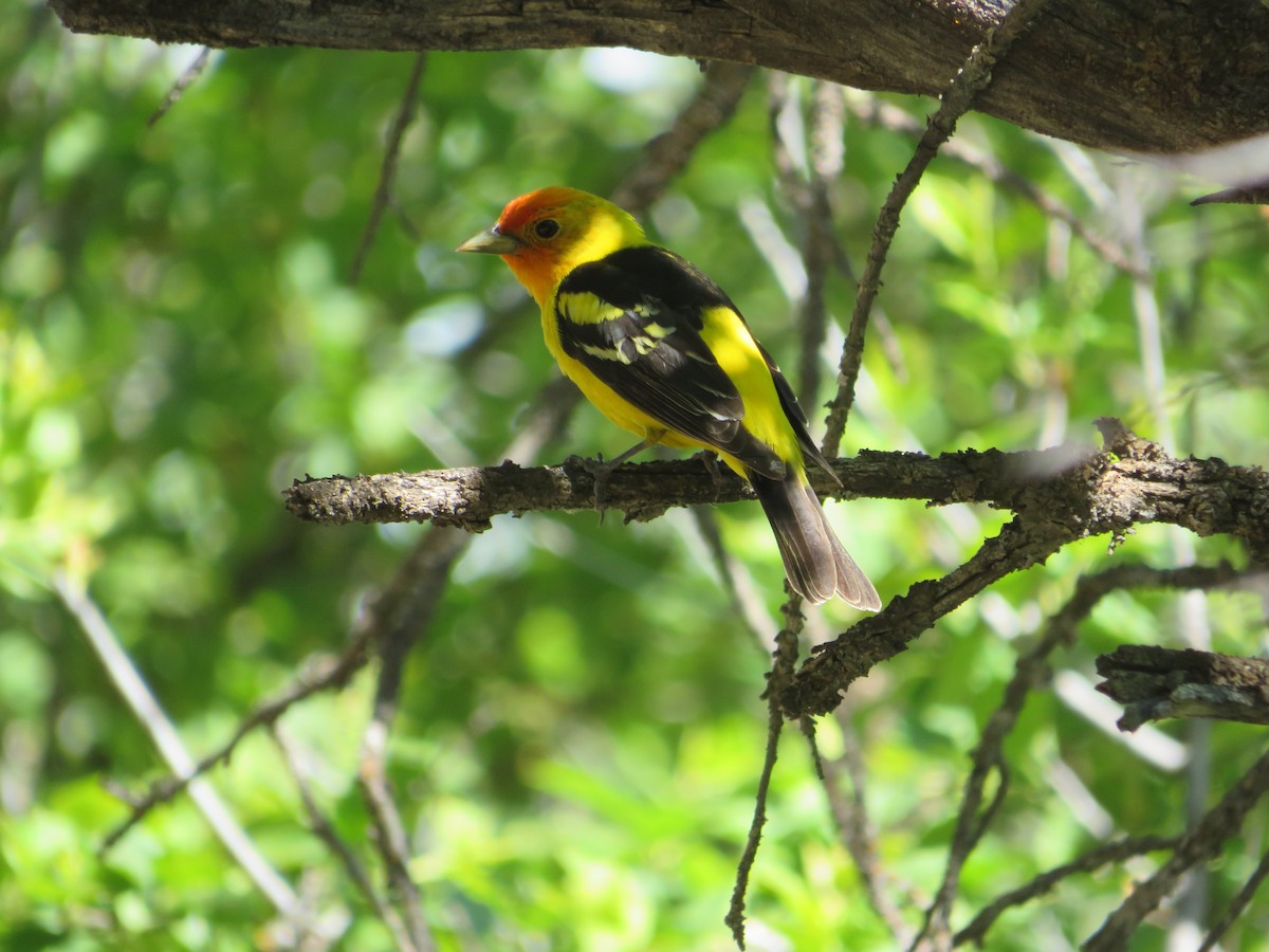 Western Tanager - ML628501204