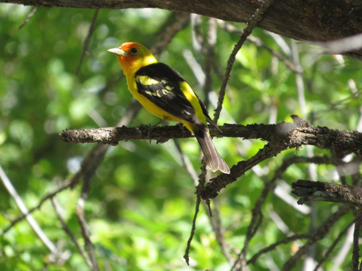 Western Tanager - ML628501205