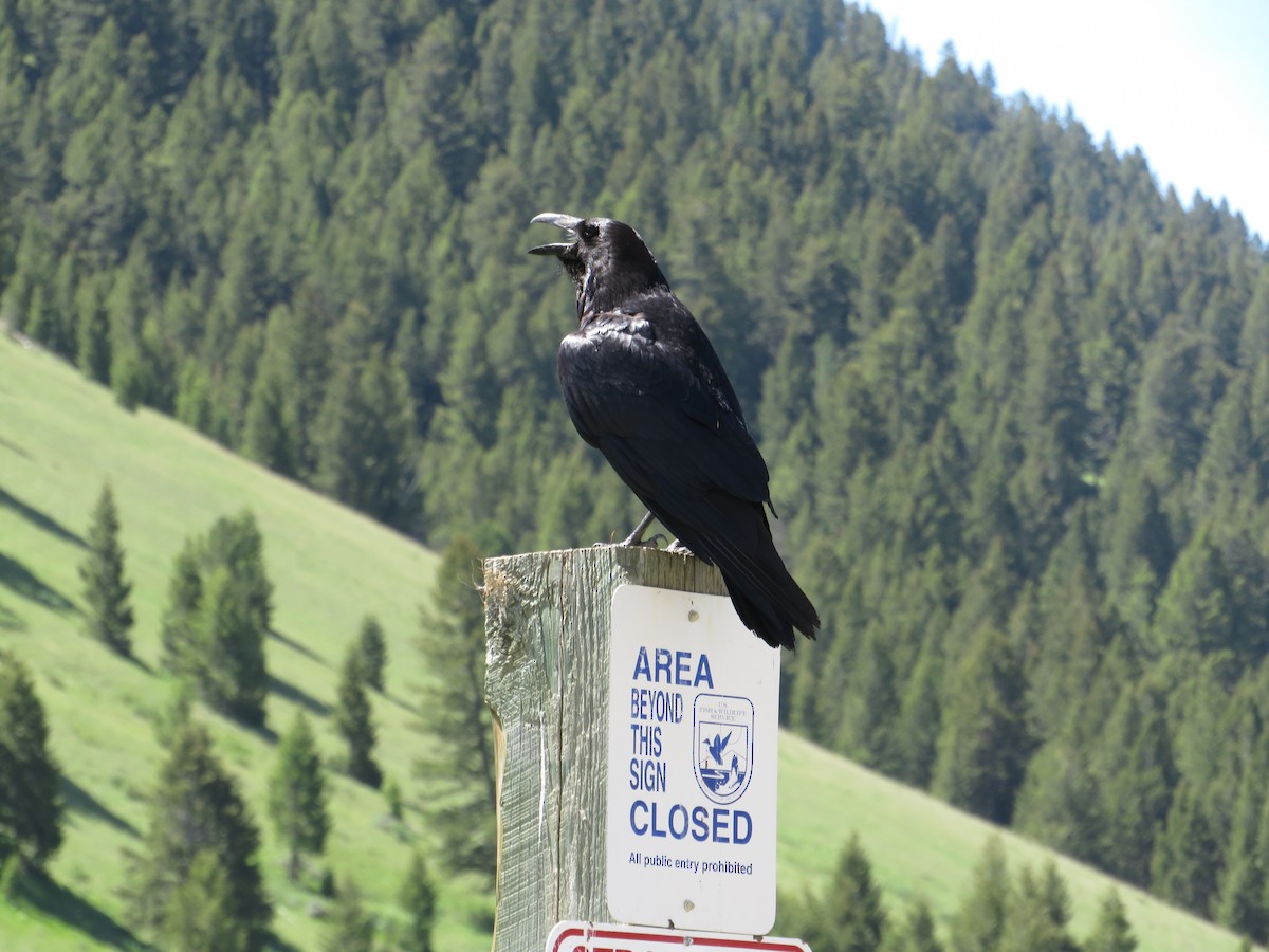 Common Raven - ML628501213