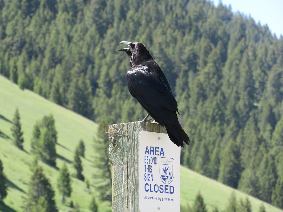 Common Raven - ML628501214