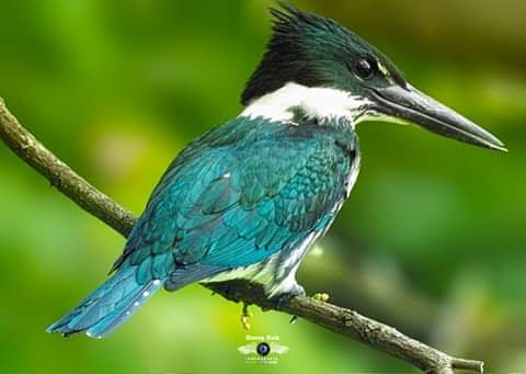 Amazon Kingfisher - ML628501263