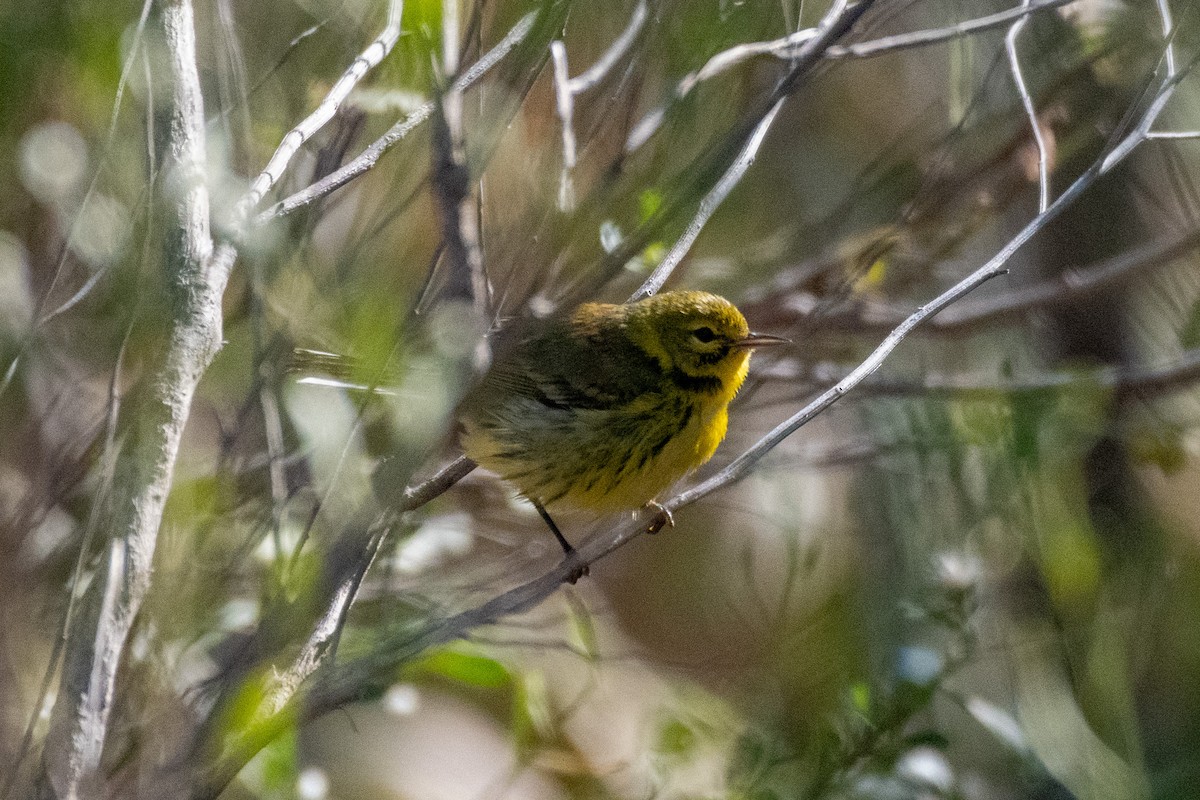 Prairie Warbler - ML628501423