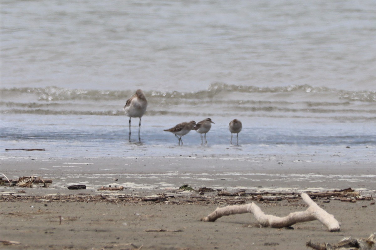 Sharp-tailed Sandpiper - ML628501570