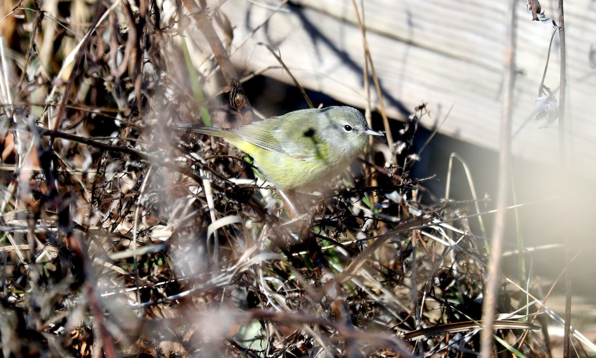 Orange-crowned Warbler - ML628501592