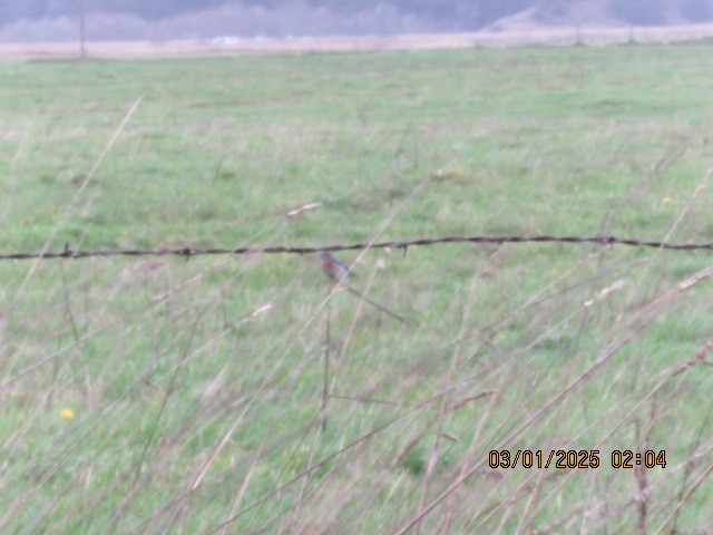 Western Bluebird - ML628501903