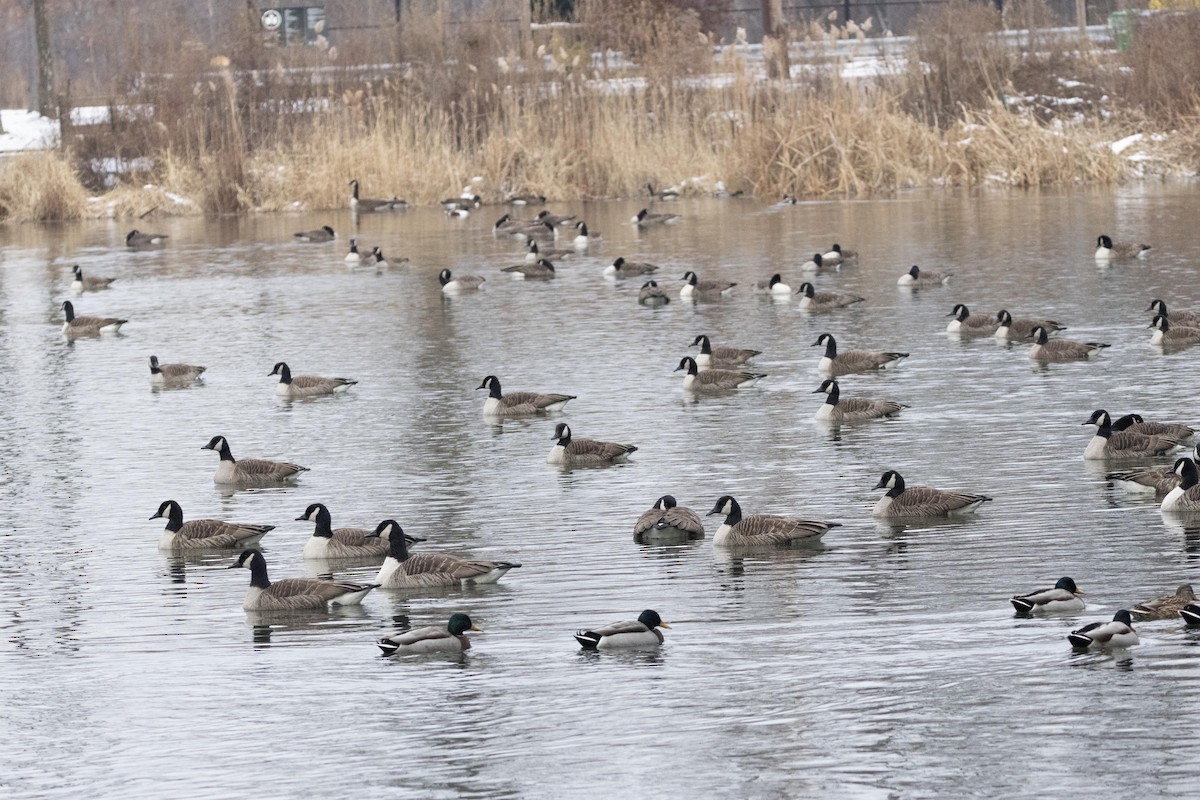 Canada Goose - ML628502071