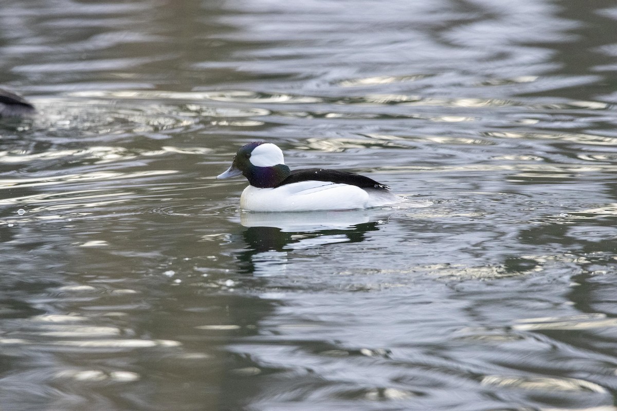 Bufflehead - ML628502075
