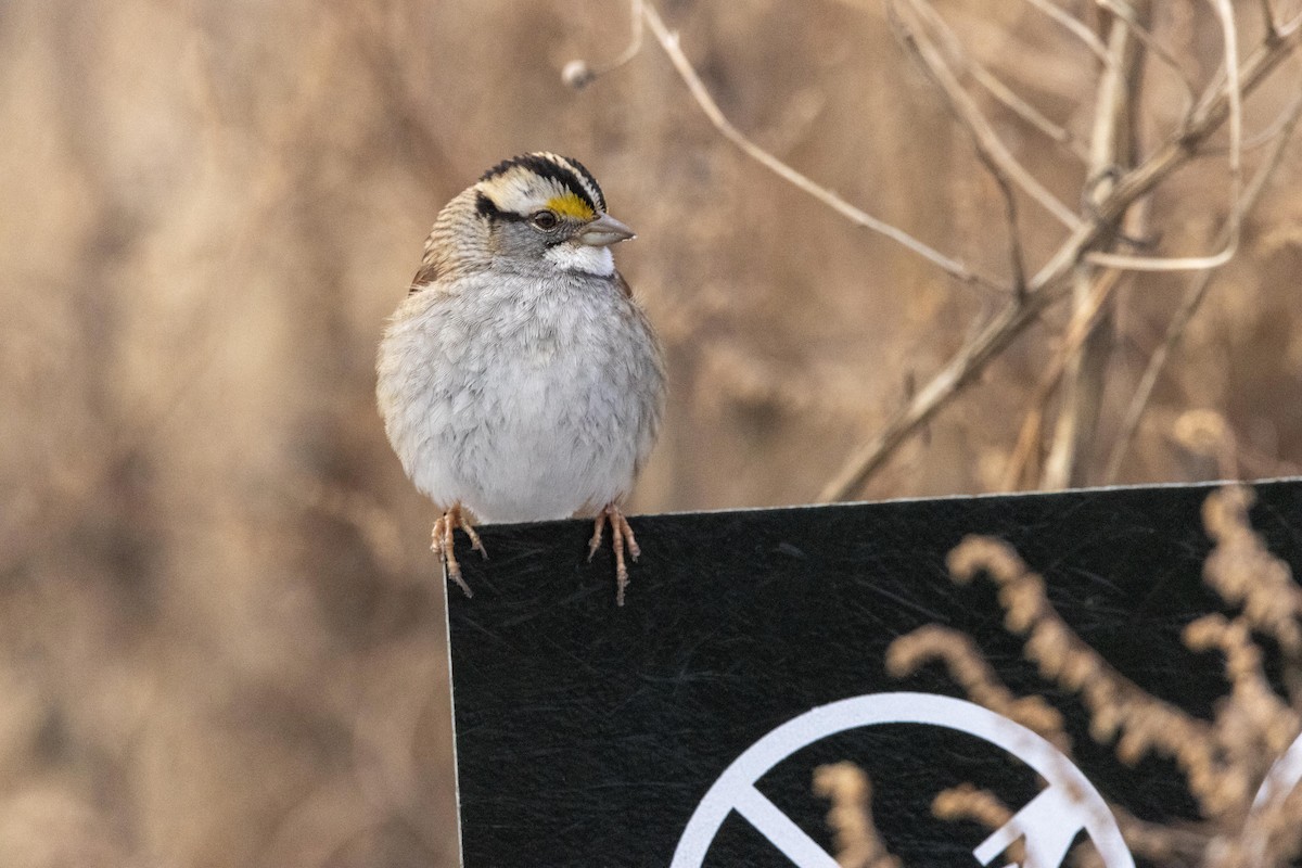 White-throated Sparrow - ML628502078