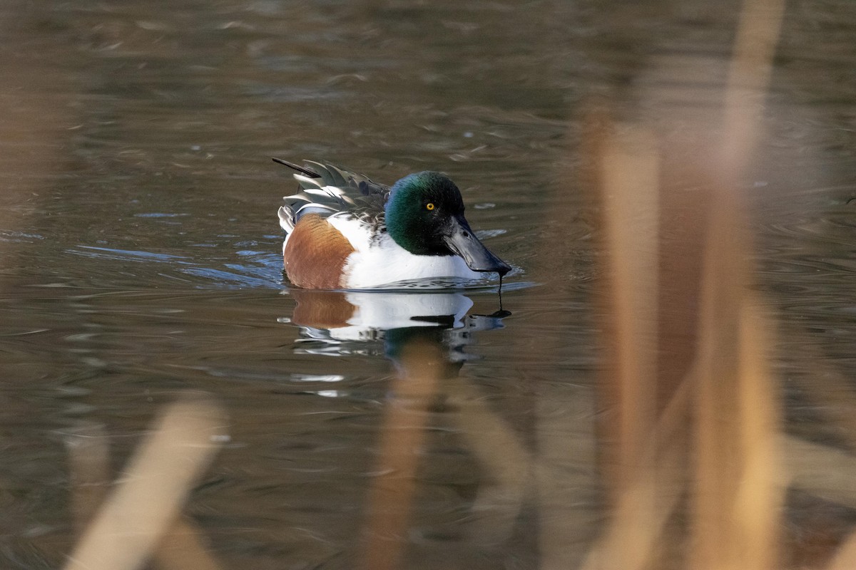 Northern Shoveler - ML628502098