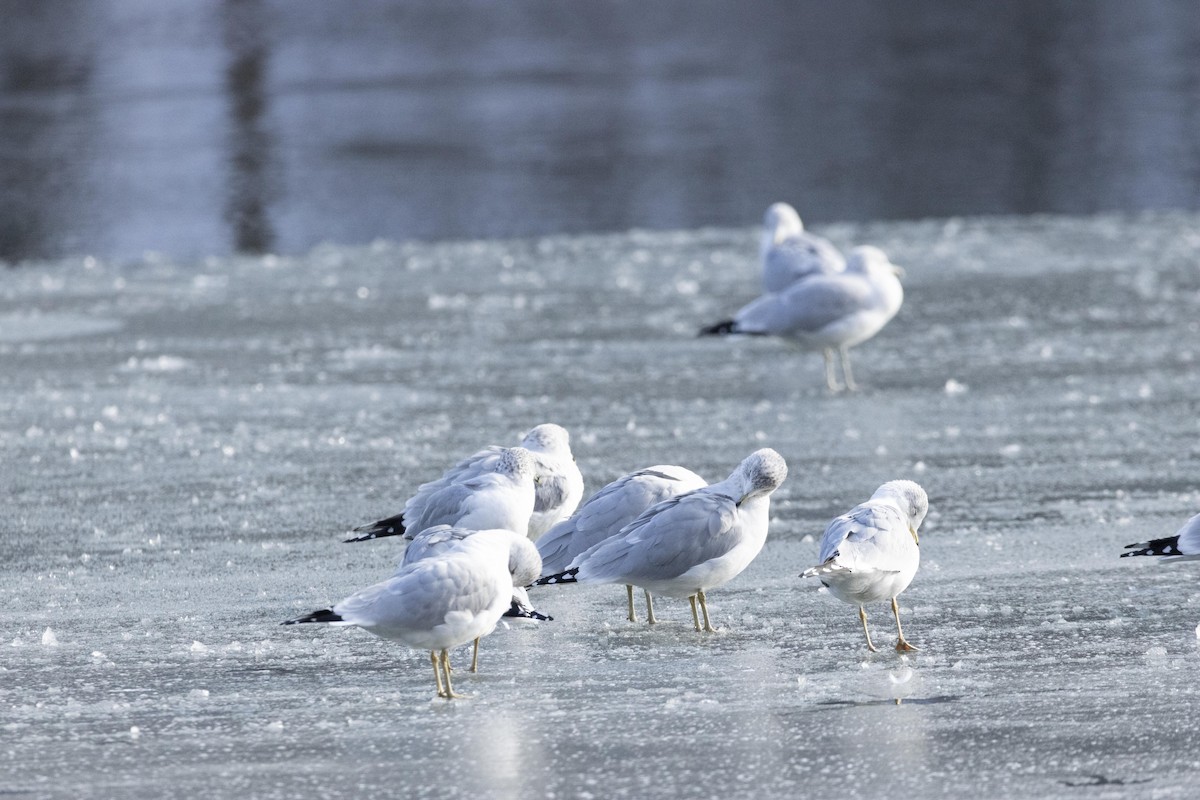 Ring-billed Gull - ML628502166