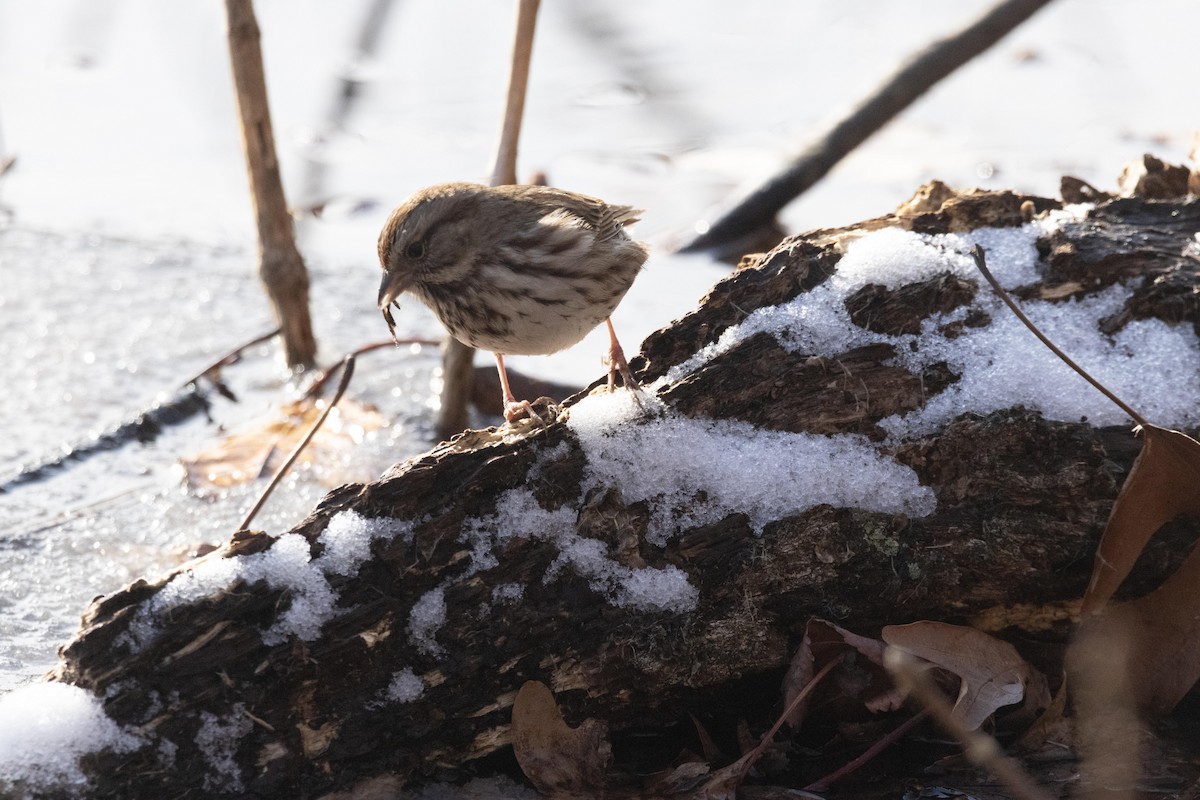 Song Sparrow - ML628502206