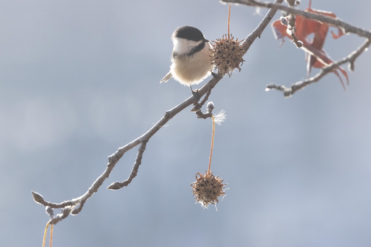 Black-capped Chickadee - ML628502216