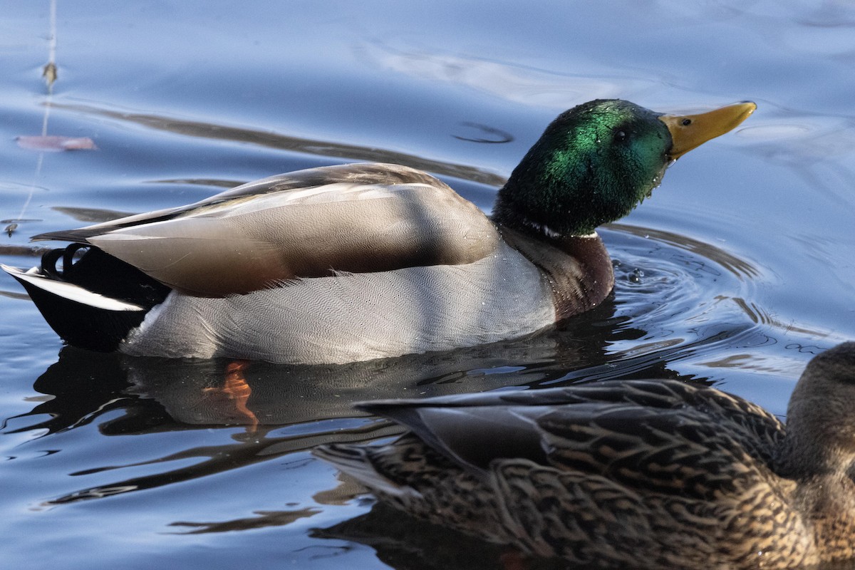 Mallard - ML628502223