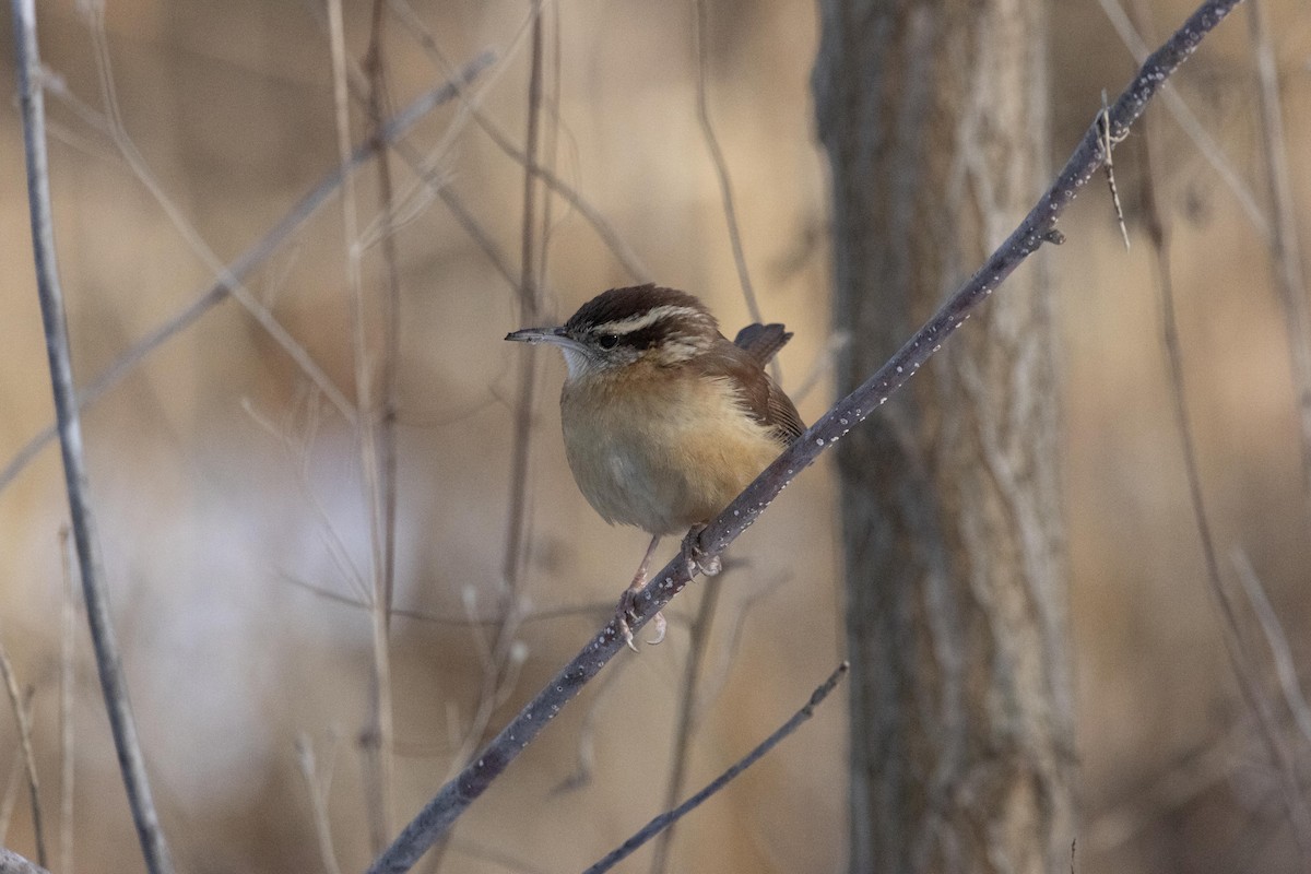 Carolina Wren - ML628502234