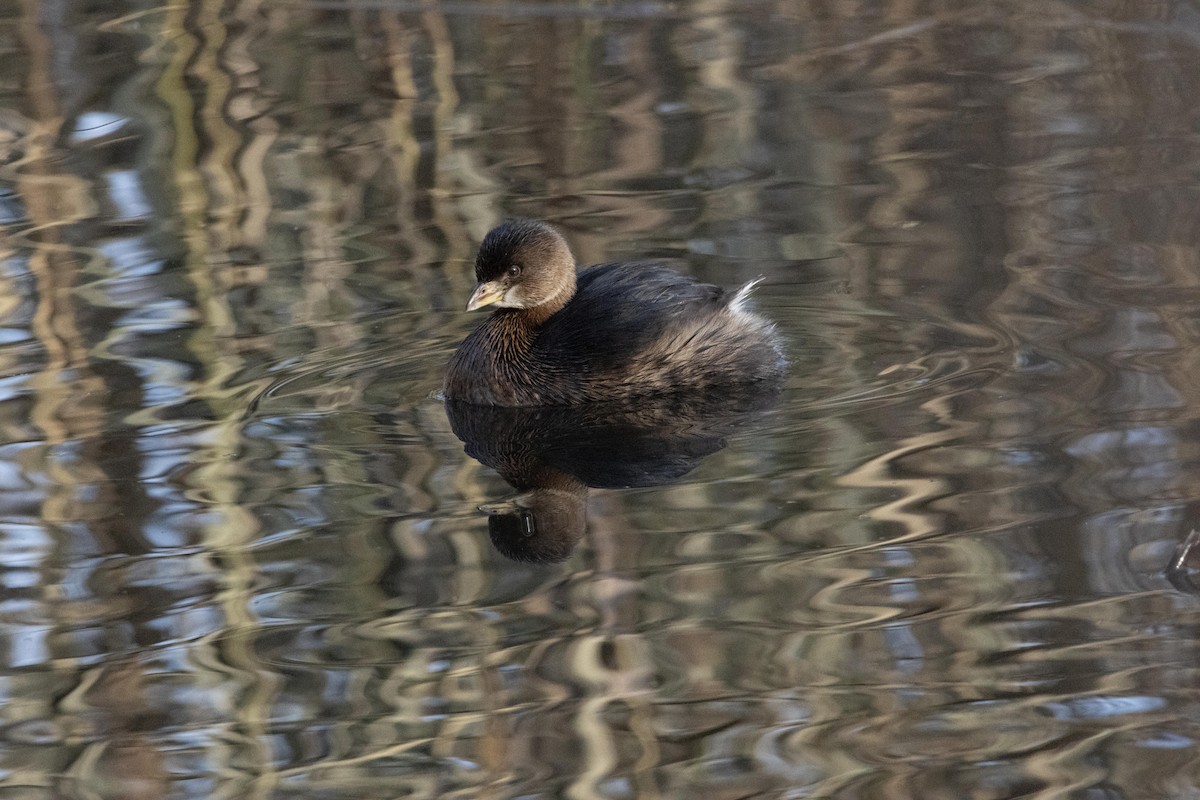Pied-billed Grebe - ML628502242