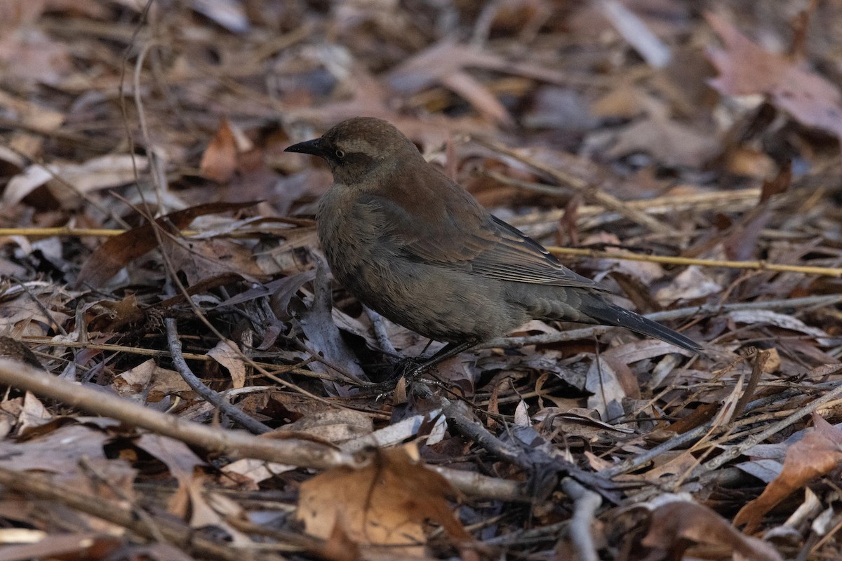 Rusty Blackbird - ML628502291