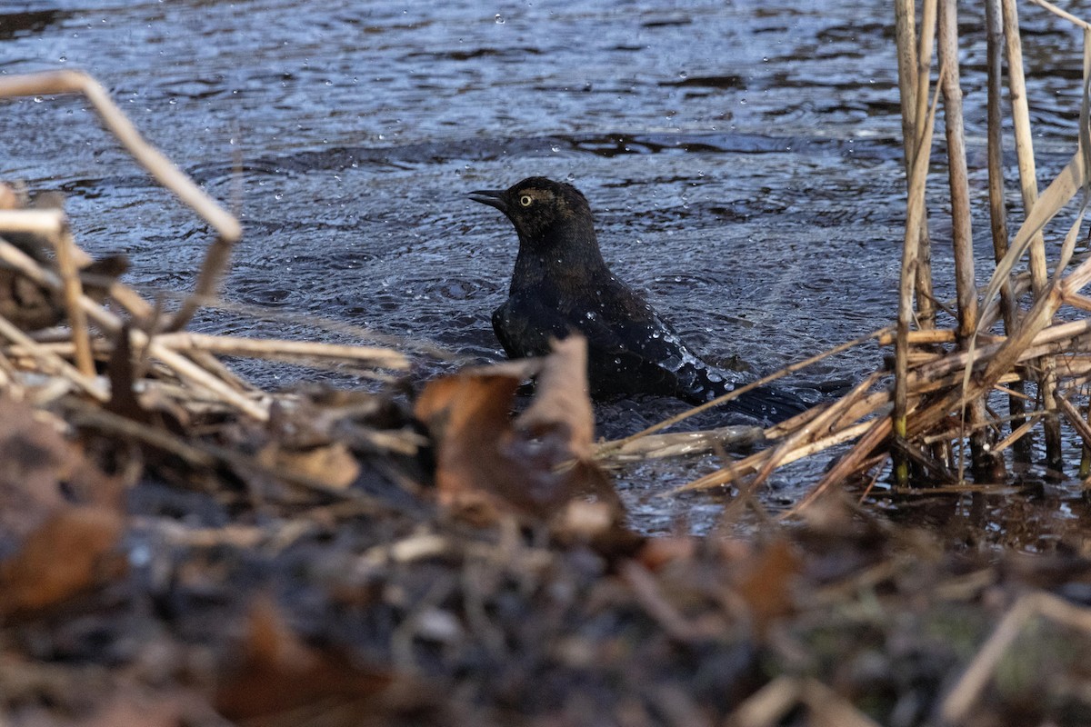 Rusty Blackbird - ML628502293