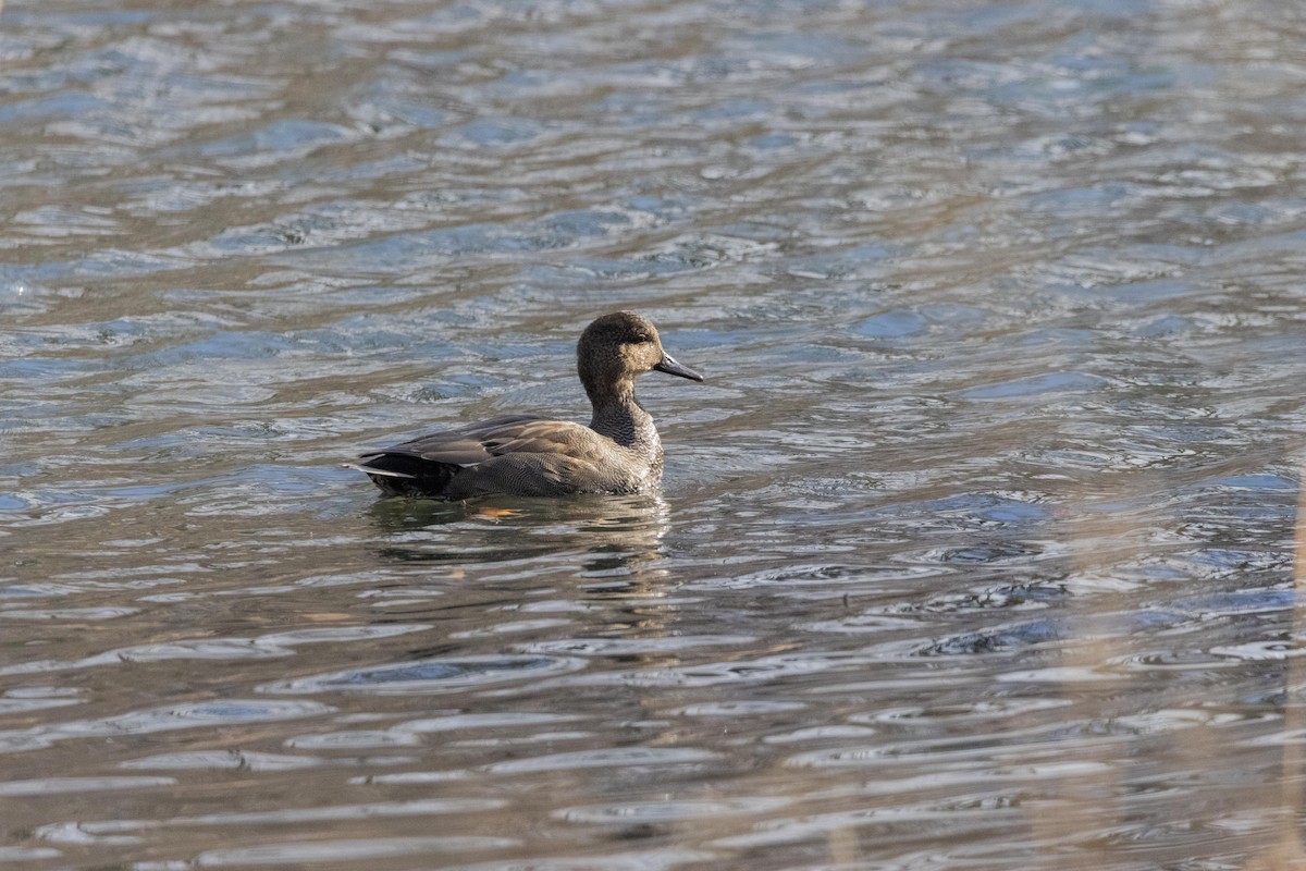 Gadwall - ML628502317