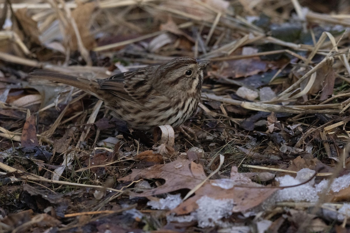 Song Sparrow - ML628502335