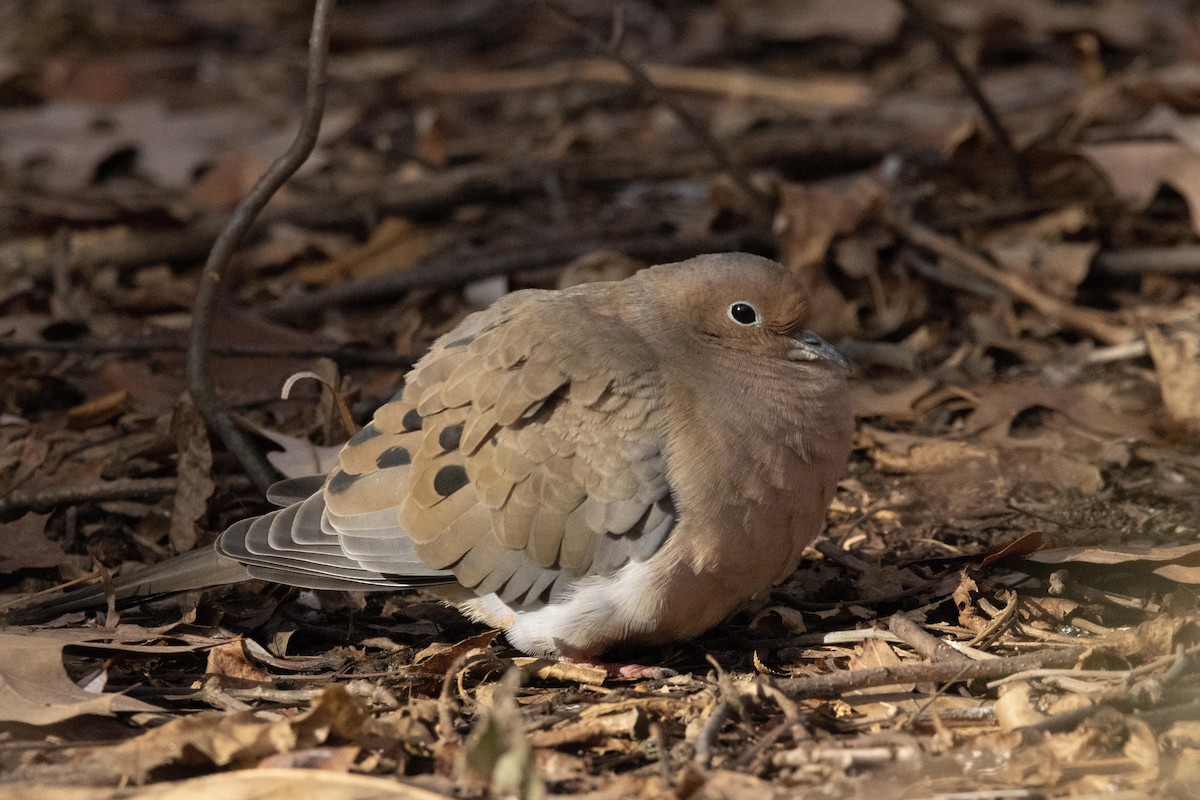 Mourning Dove - ML628502400