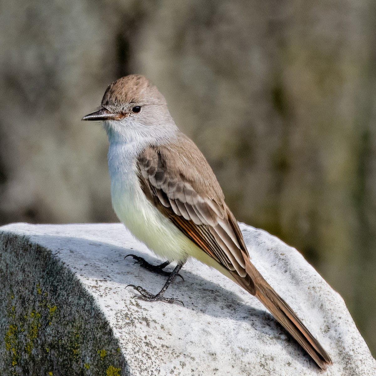 Ash-throated Flycatcher - ML628502430