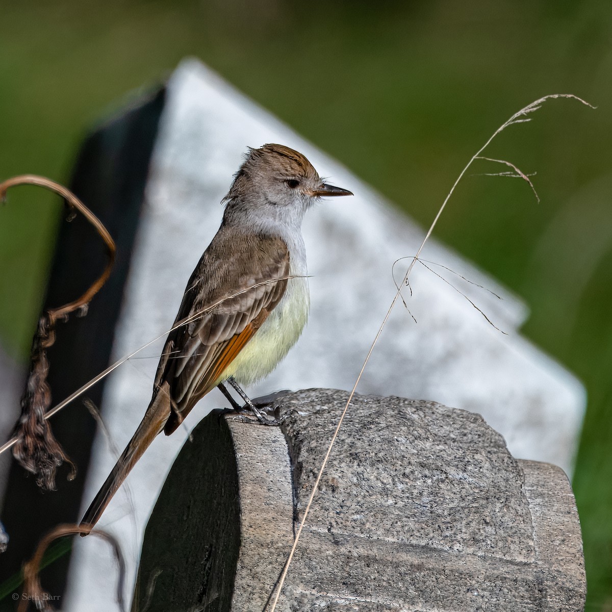 Ash-throated Flycatcher - ML628502431