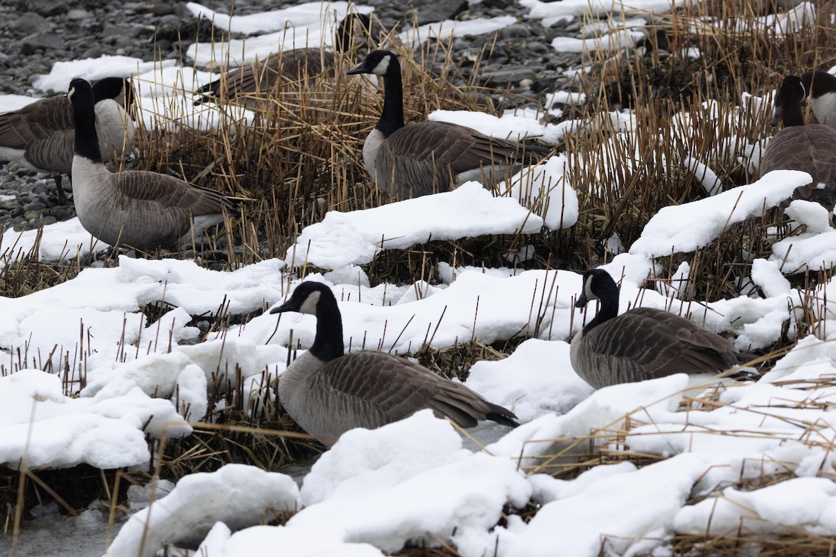 Cackling/Canada Goose - ML628502489