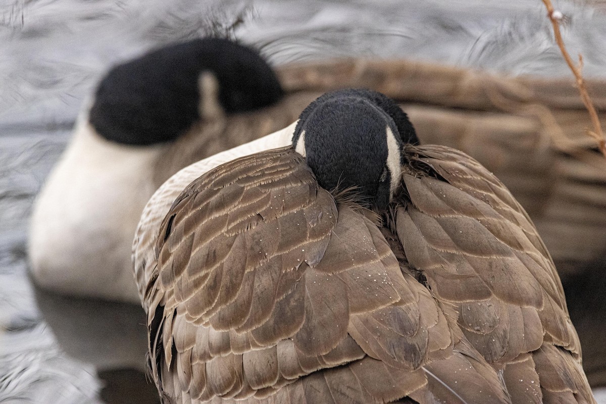 Cackling/Canada Goose - ML628502499