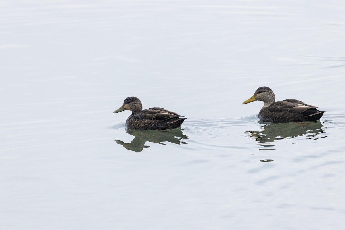 American Black Duck - ML628502508