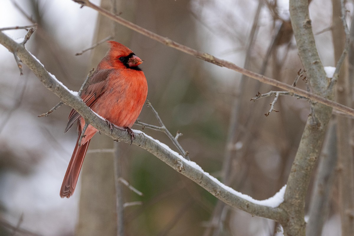 Northern Cardinal - ML628502530