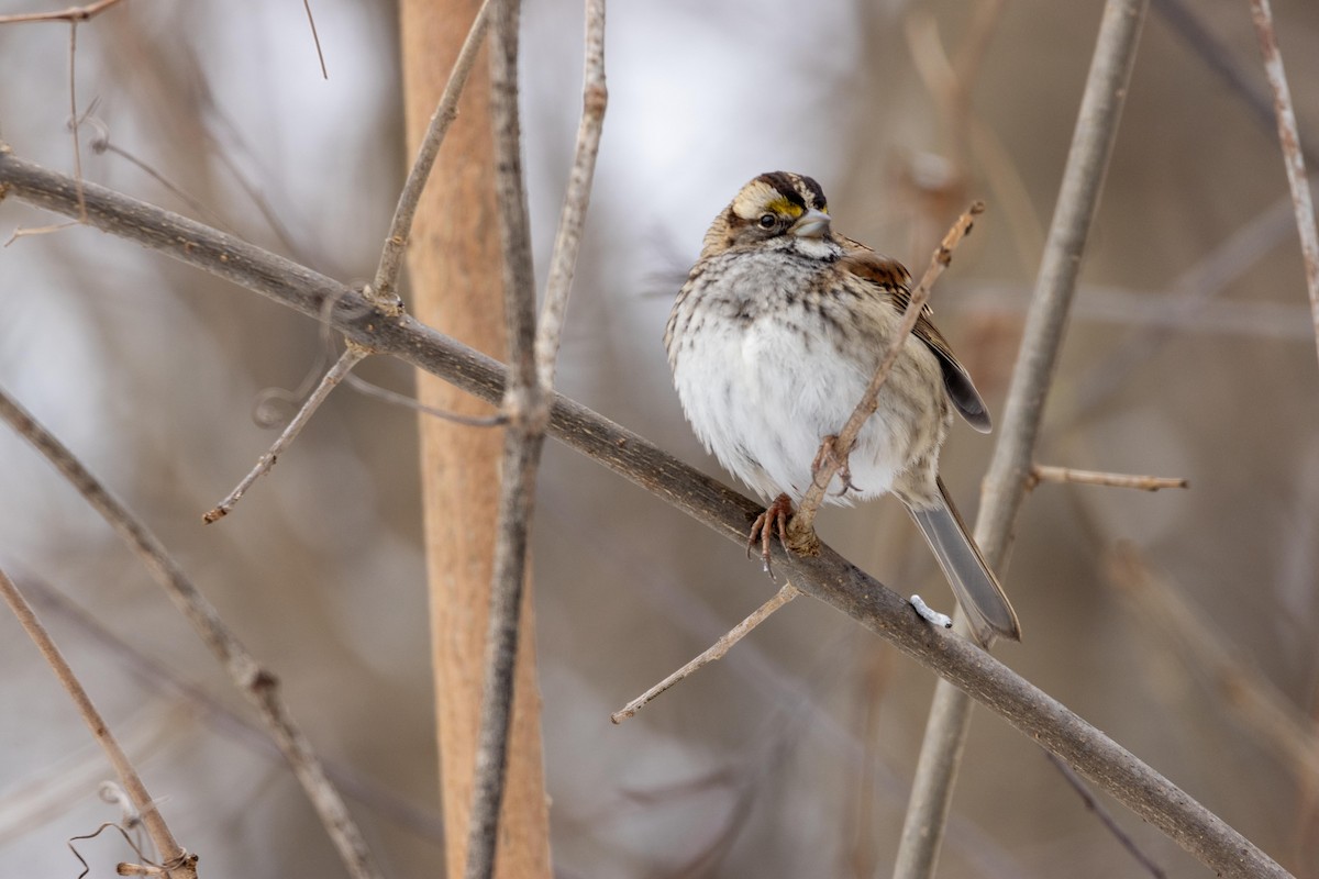 White-throated Sparrow - ML628502536