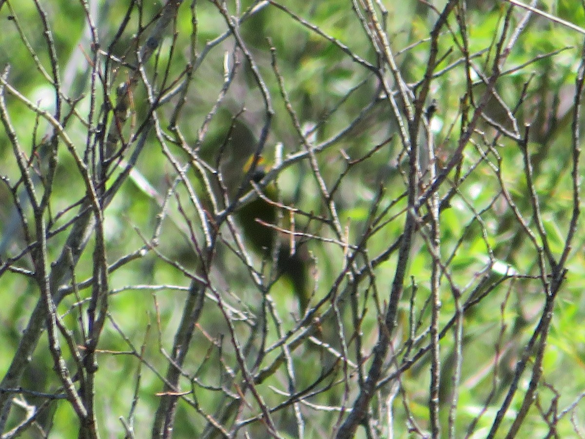 Wilson's Warbler - ML628502573