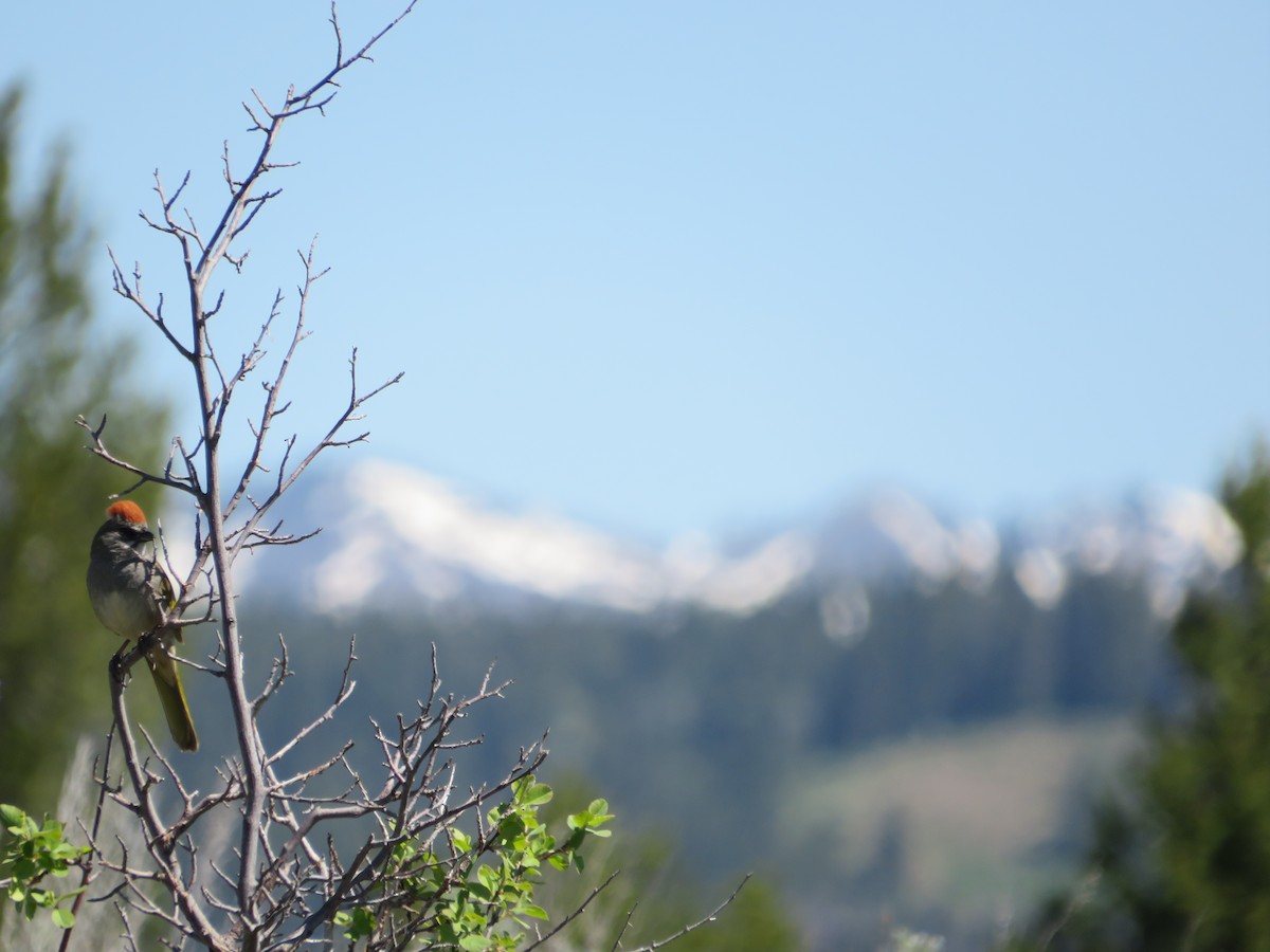 Green-tailed Towhee - ML628502579