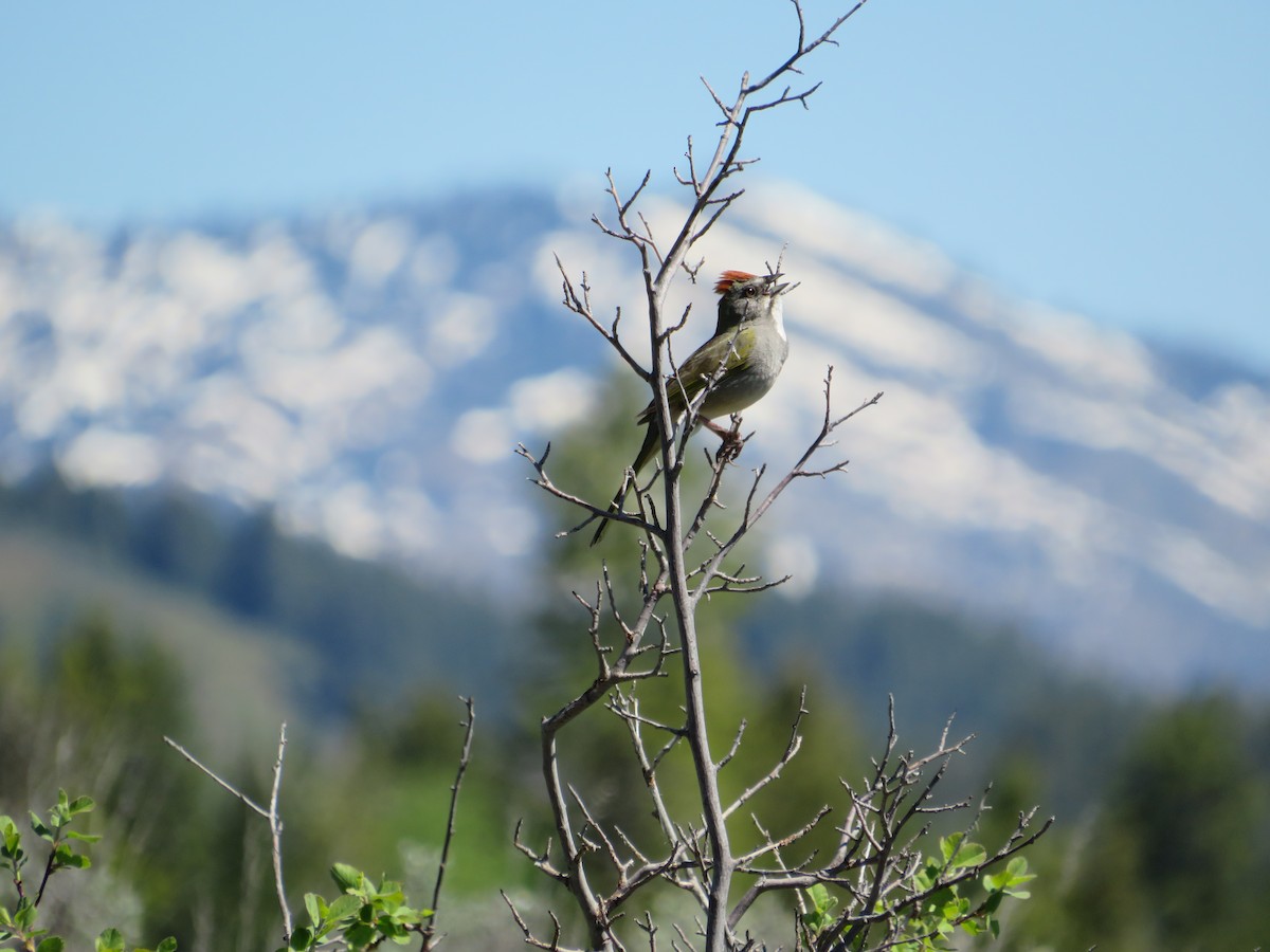 Green-tailed Towhee - ML628502581