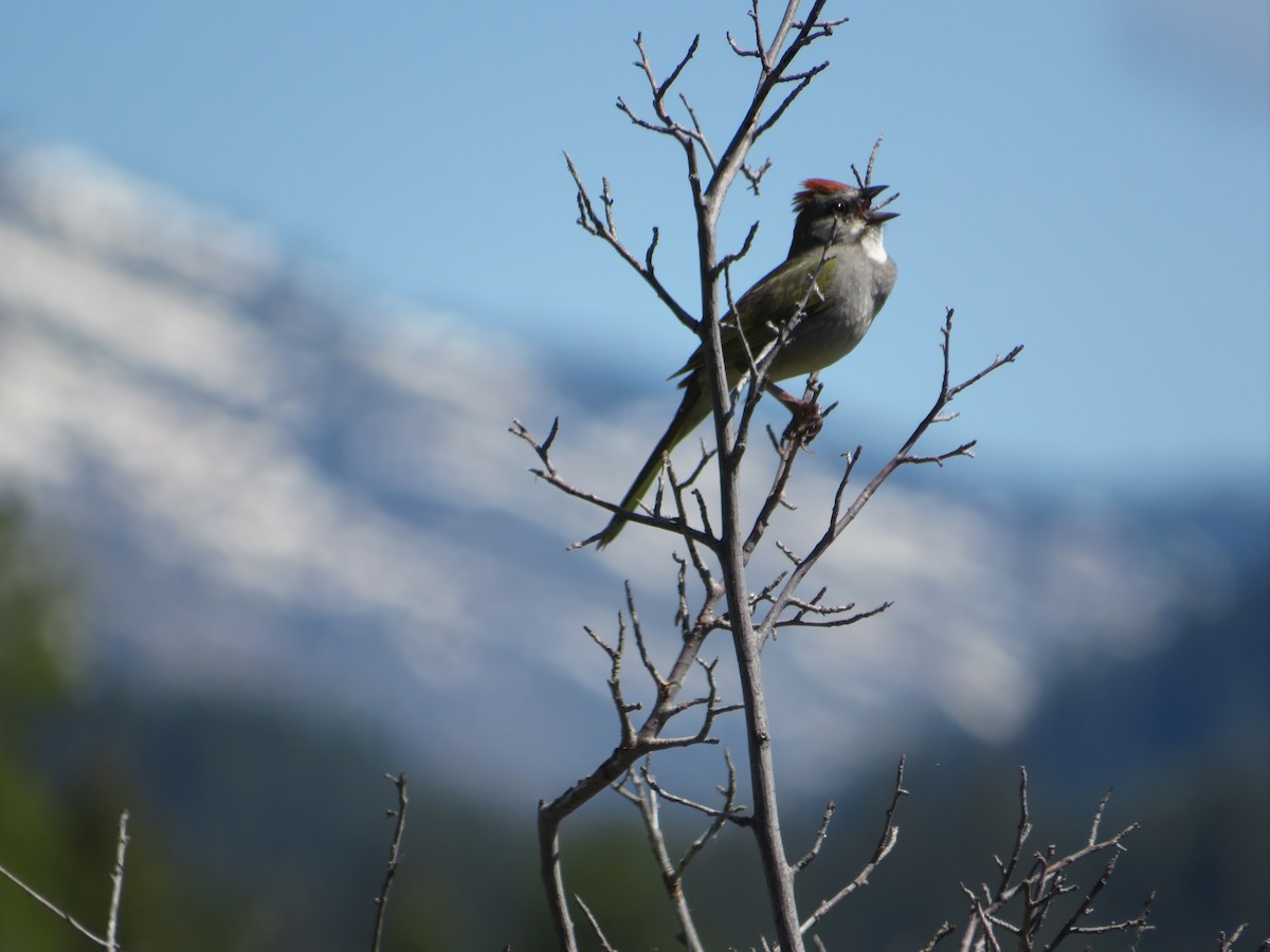 Green-tailed Towhee - ML628502583