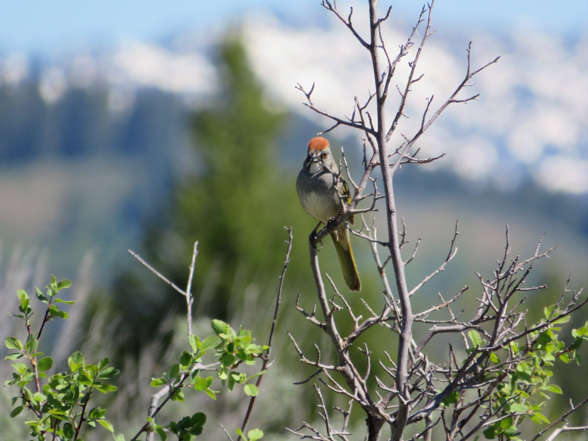 Green-tailed Towhee - ML628502585