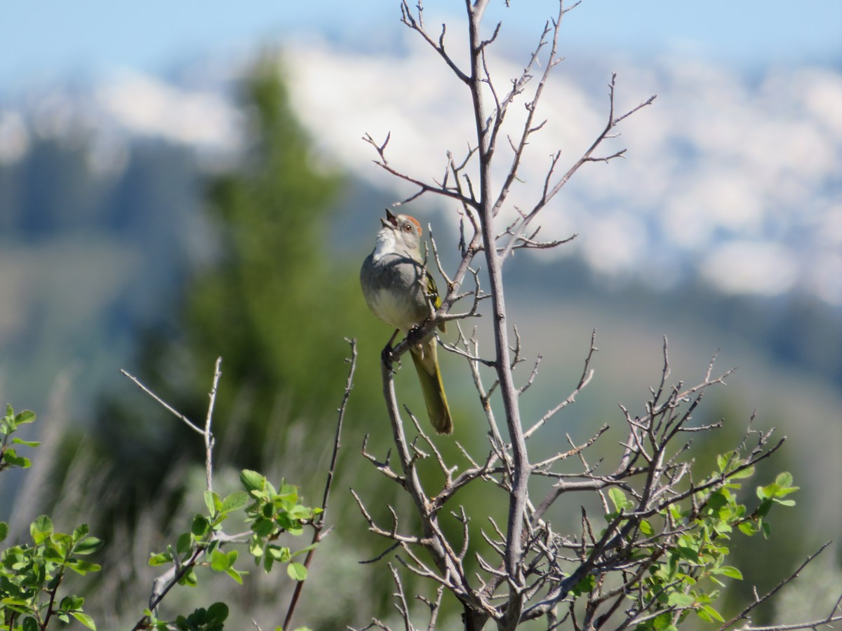 Green-tailed Towhee - ML628502587