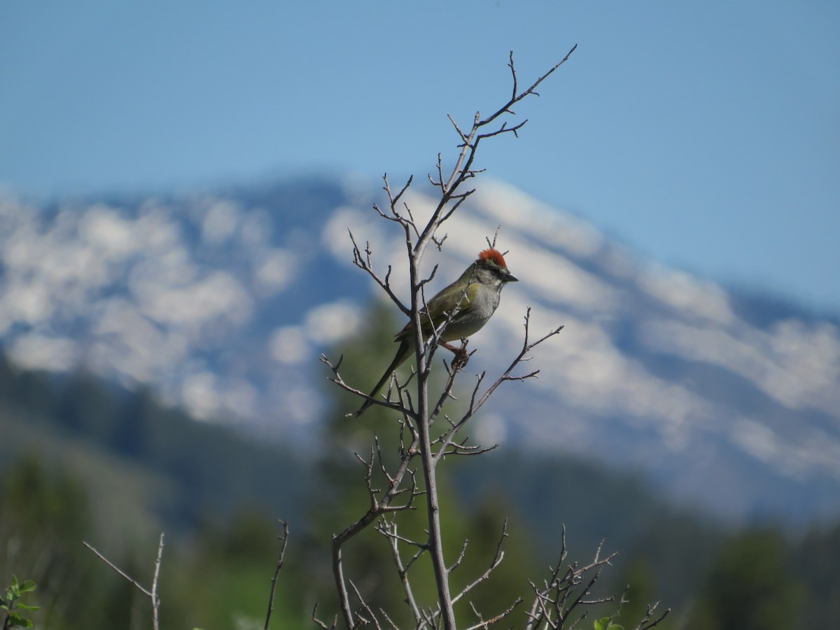 Green-tailed Towhee - ML628502588