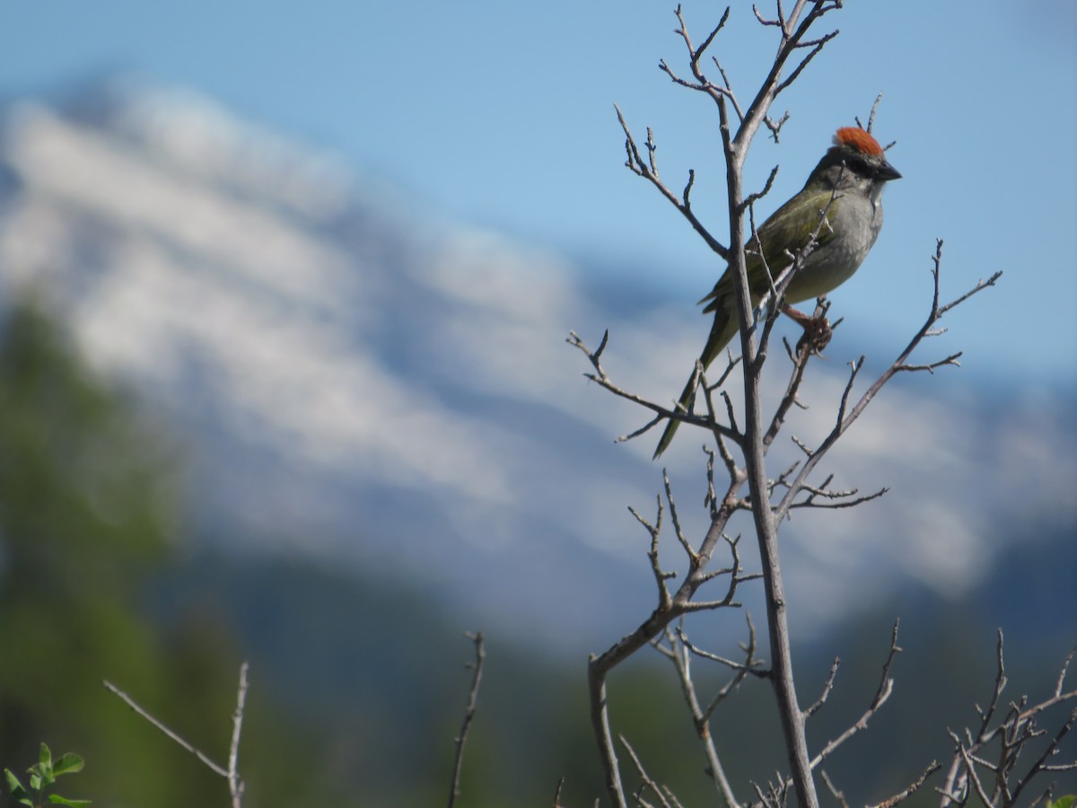 Green-tailed Towhee - ML628502589