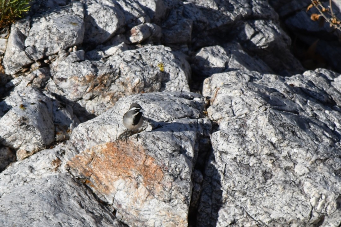 Black-throated Sparrow - ML628502685