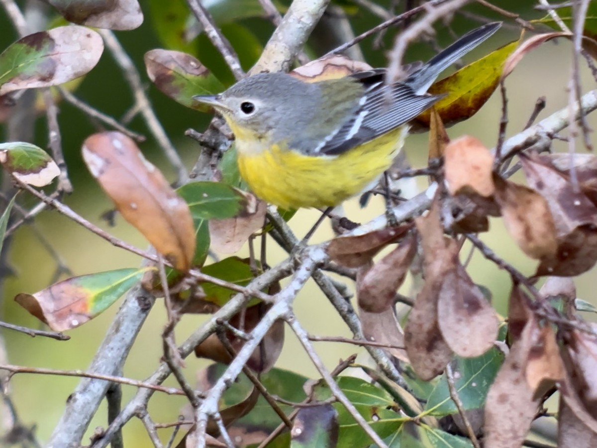 Magnolia Warbler - ML628502773