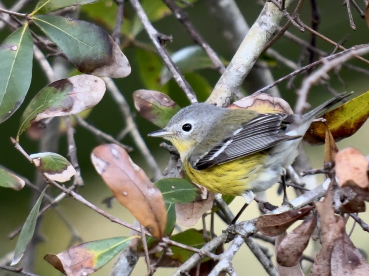 Magnolia Warbler - ML628502774