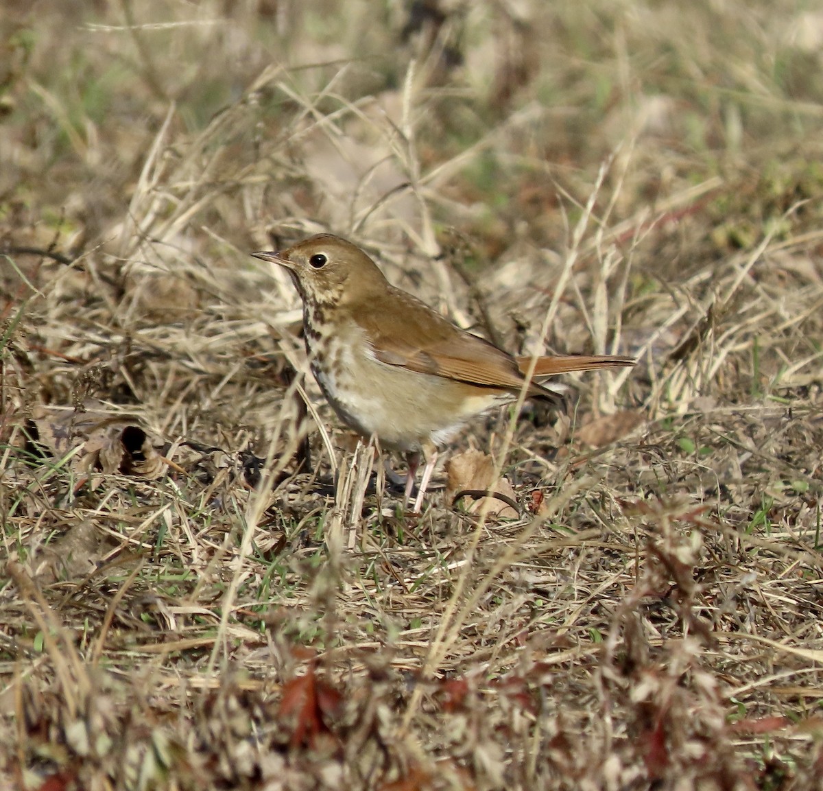 Hermit Thrush - ML628502776
